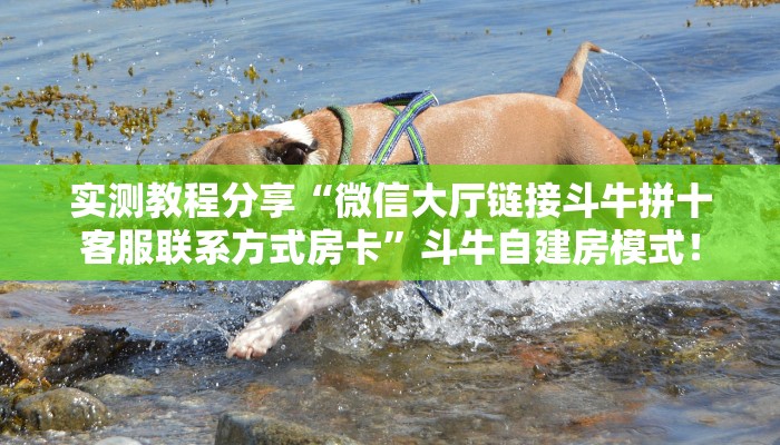 秒懂房卡“哪吒大厅房卡”房卡去哪买 秒懂房卡“哪吒大厅房卡”房卡去哪买