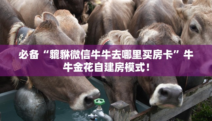 房卡科普“招财兔大厅房卡在哪里买”房卡充值方式