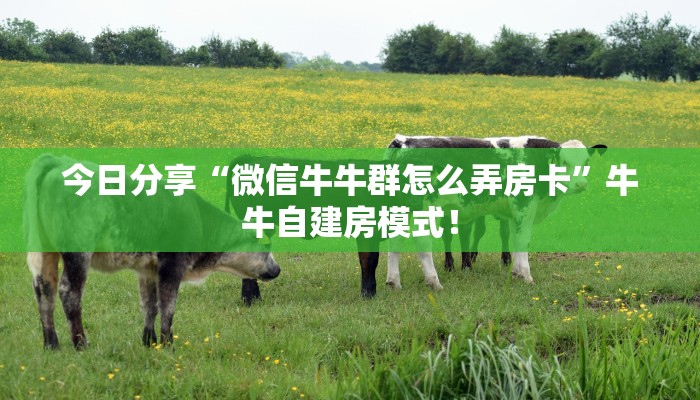 秒懂房卡“神盾怎么开房卡”房卡去哪里买 秒懂房卡“神盾怎么开房卡”房卡去哪里买