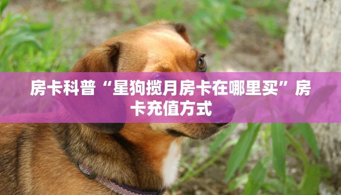秒懂房卡“新超圣大厅房卡”如何买房卡 秒懂房卡“新超圣大厅房卡”如何买房卡