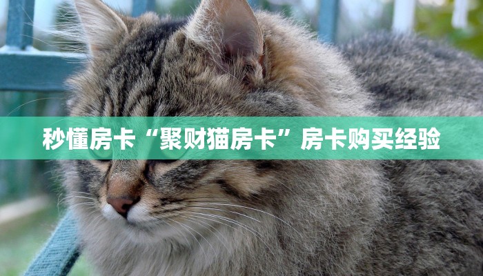 秒懂房卡“聚财猫房卡”房卡购买经验 秒懂房卡“聚财猫房卡”房卡购买经验